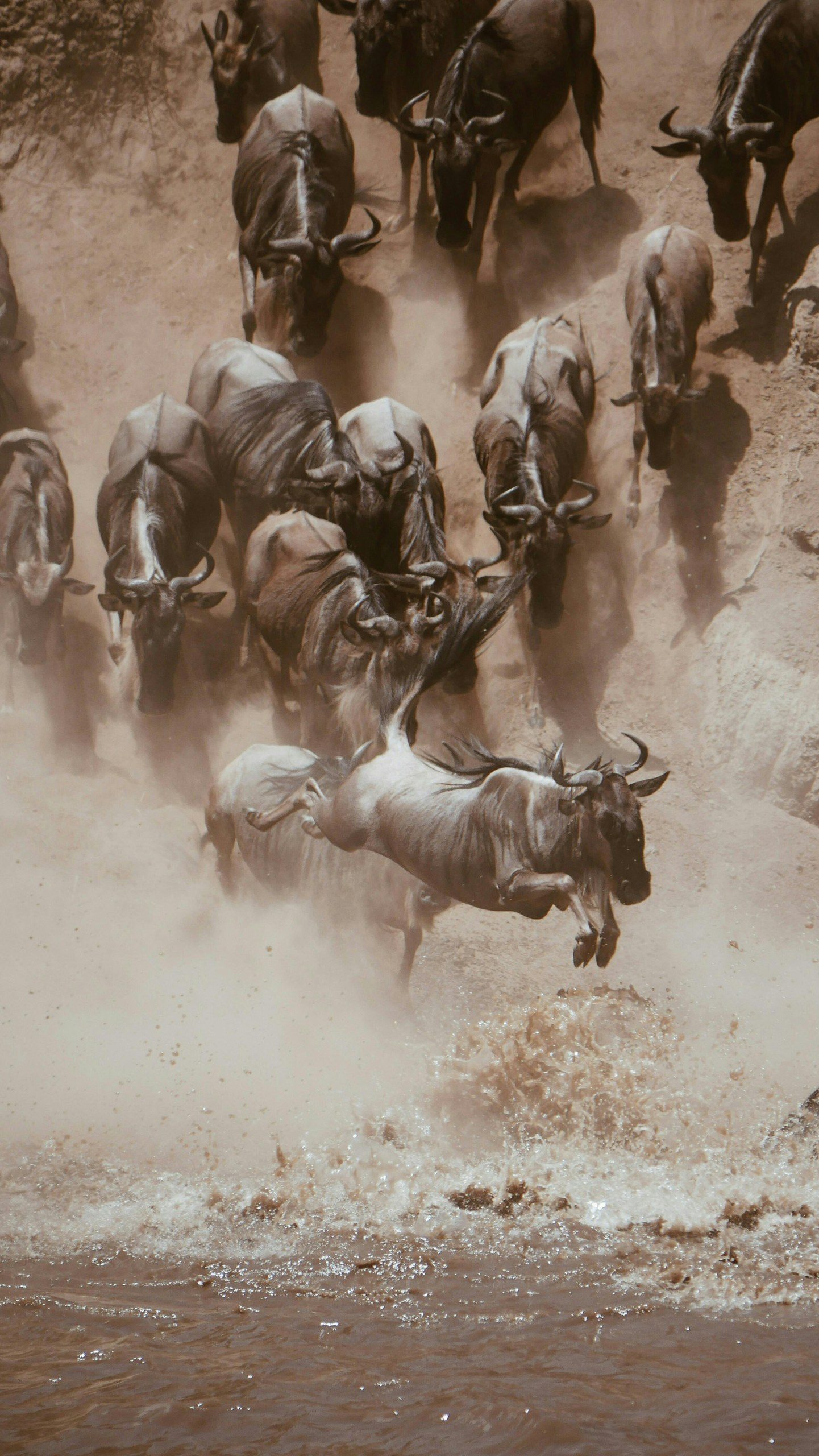River crossing during migration